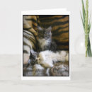 Search for coon cards Kitten