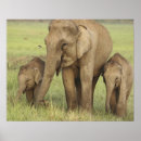 Search for indian posters Elephant