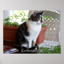 Search for contemplative posters Cat