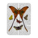 Search for moth magnets Animals
