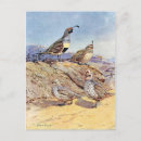 Search for bird print postcards Antique