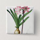 Search for amaryllis badges Redoute