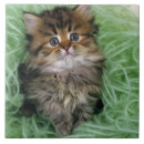 Search for kitten tiles Feline