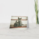 Search for innocent cards Cat