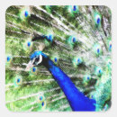 Search for blue peafowl stickers Feathers