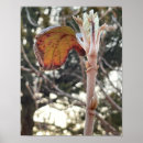 Search for budding photography Plant