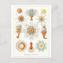 Search for marin postcards Illustration