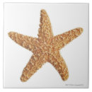 Search for creatures tiles Sea life