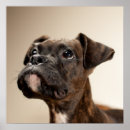 Search for boxer puppy posters Domestic animals
