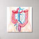 Search for abdominal art Abdomen