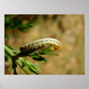 Search for herbivorous posters Nature