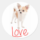 Search for long hair stickers Chihuahua