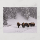 Search for bison postcards Forest