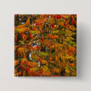 Search for tree in autumn badges Usa