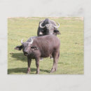 Search for masai mara postcards Savanna