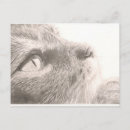 Search for pencil horizontal postcards Pet