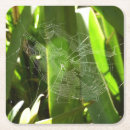 Search for arachnids barware Web