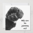 Search for black poodle invitations Cute