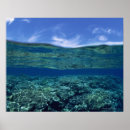 Search for book shelf posters Animal