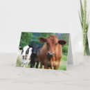 Search for cow get well cards Herd