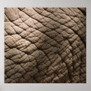 Search for wrinkled posters Elephant