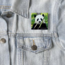 Search for panda square badges Wildlife photos