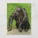 Search for cute chimpanzee postcards Chimps