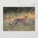 Search for wildcat postcards Safari