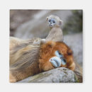 Search for snub Cute animals