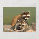 Search for bandit postcards Wildlife