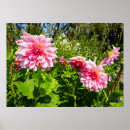 Search for asteraceae posters Floral