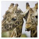 Search for togetherness tiles Wildlife