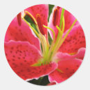 Search for flora star stickers Pink
