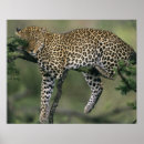 Search for pardus posters Wild