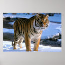 Search for orange and black stripes posters Tiger