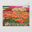 Search for keukenhof Tulips