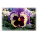 Search for pansies posters Yellow