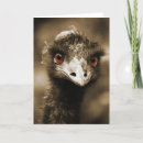 Search for ostriches cards Nature