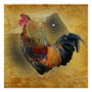 Search for coop posters Rooster