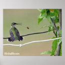 Search for birds bees posters Hummingbird