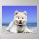 Search for beach dog posters Animal