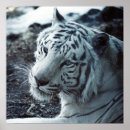 Search for white tiger posters Photography