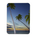 Search for plantation magnets Coast