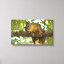 Search for squirrell canvas prints Cute
