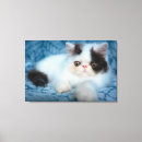 Search for black white animal canvas prints Kitten
