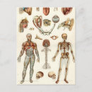 Search for medical diagram postcards Antique