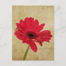 Search for gerbera daisy postcards Photography