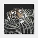 Search for tiger pattern magnets Illustration