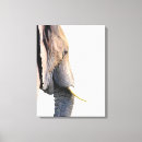 Search for jungle canvas prints Wild