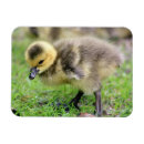 Search for refrigerator horizontal postcards Cute